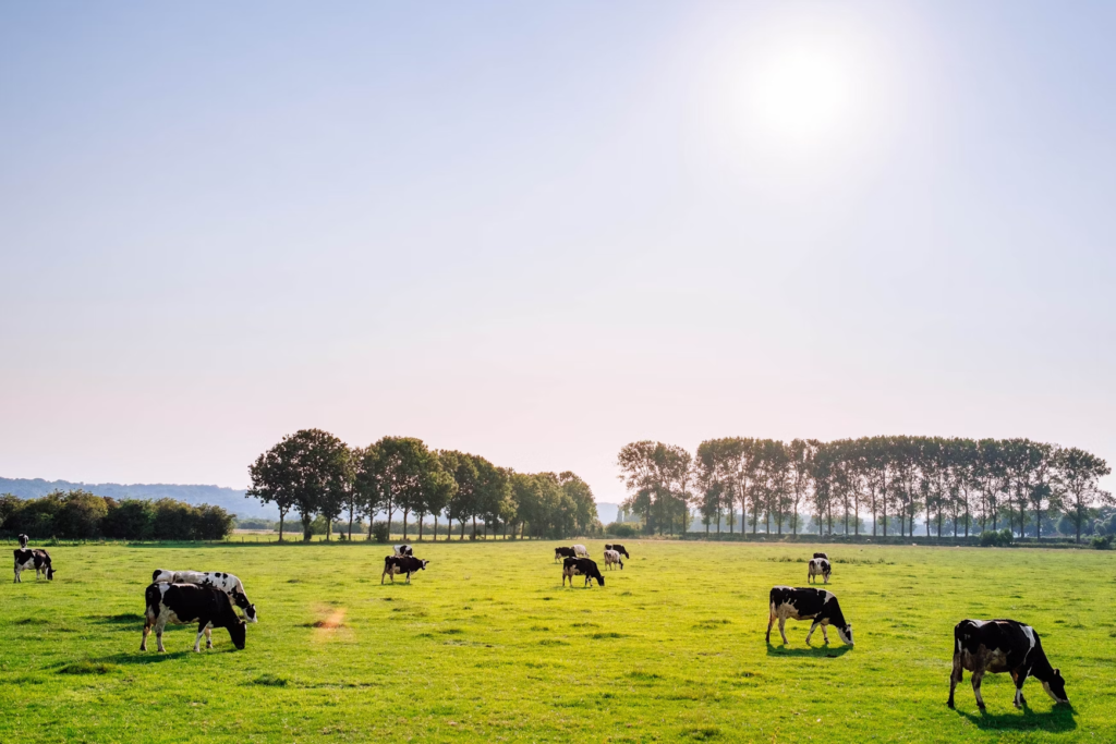 cows1