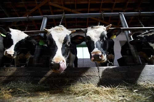Bird Flu in Dairy Cows: Timeline, Part I (March – April 2024)