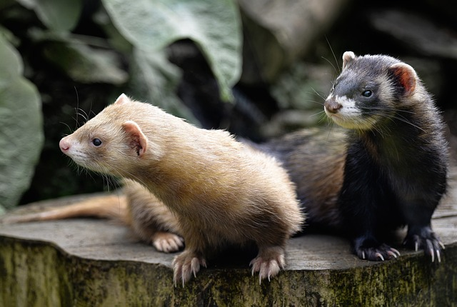 mink farm, ferret studies