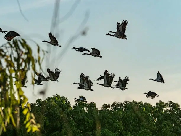 wild birds can carry H5N1 and infect small backyard flocks and farms