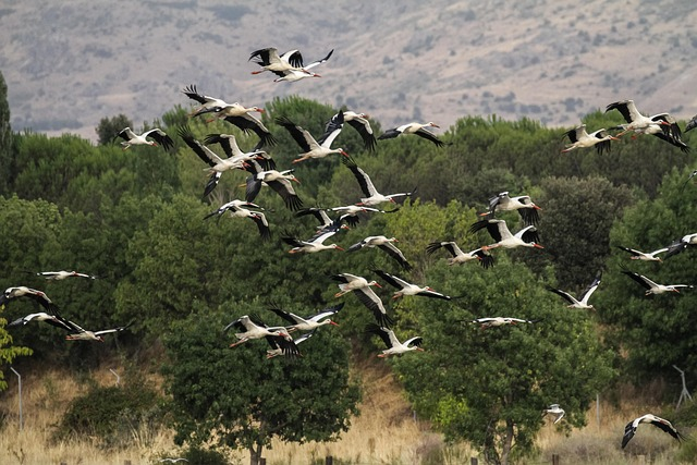 H5N1 has been causing more deaths in wild birds