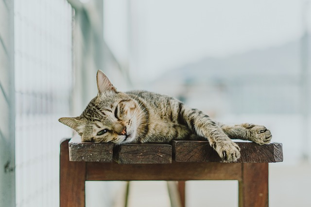 cat H5N1 bird flu