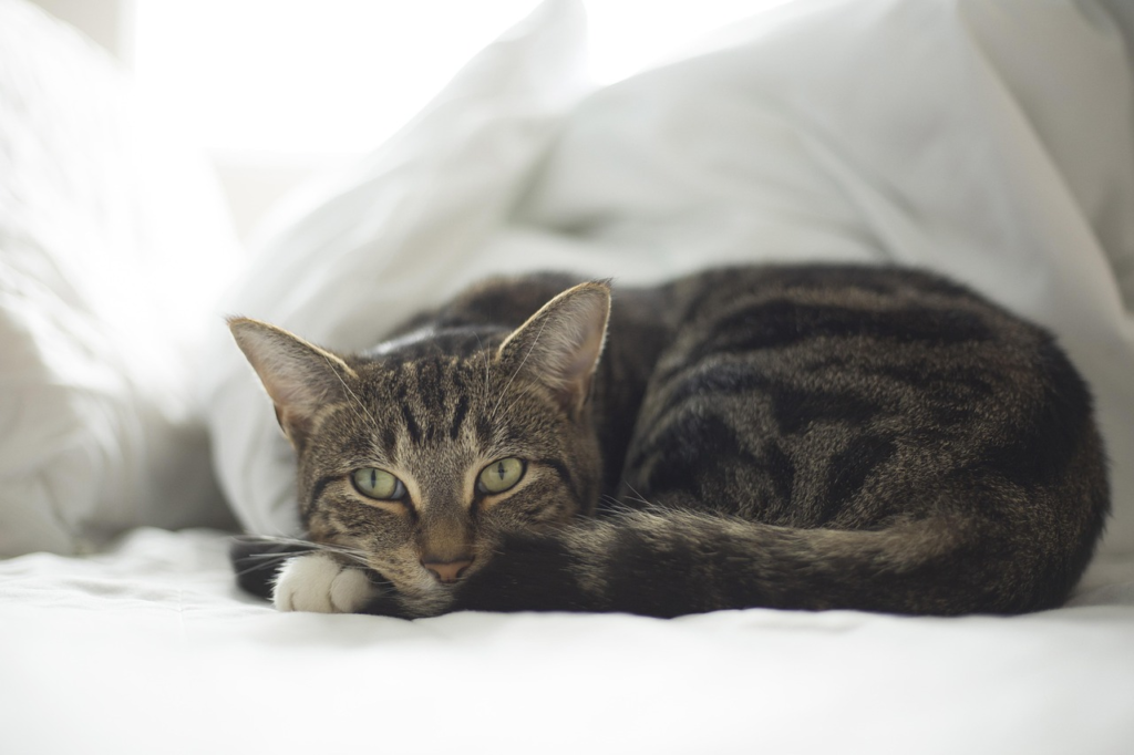 H5N1 infections in domestic cats