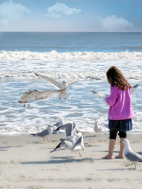 Child feeding seagulls. Interactions with wild birds is a potential source of H5N1 infection in humans.