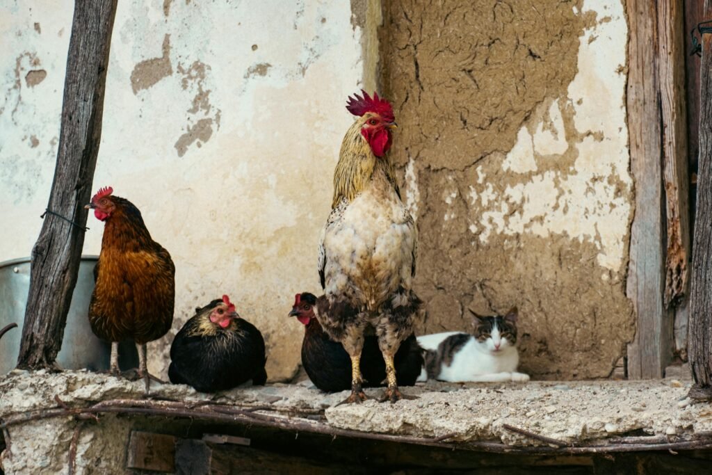 A rooster, hens, and a cat on a rustic farm in Ladik, Samsun, Turkey.