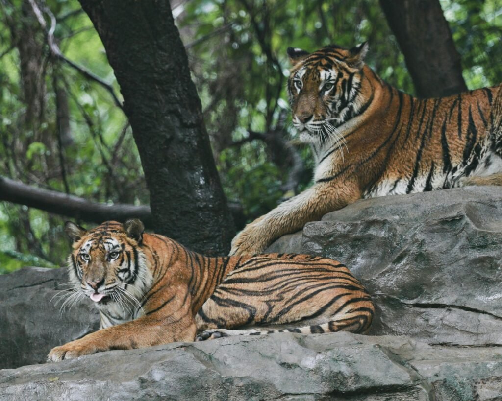 Two majestic tigers resting on rocky terrain surrounded by lush forest, showcasing wildlife beauty.