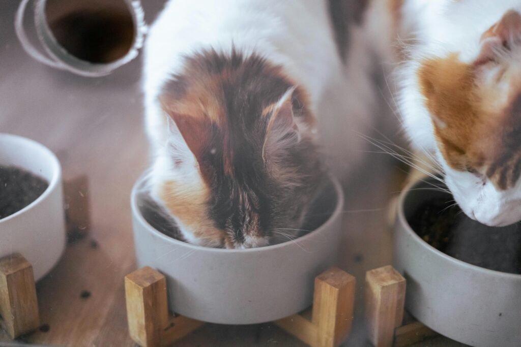 Two domestic cats eating from bowls in a cozy home setting.