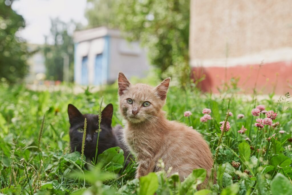 Two cute domestic cats sitting amidst lush green grass and clover flowers.