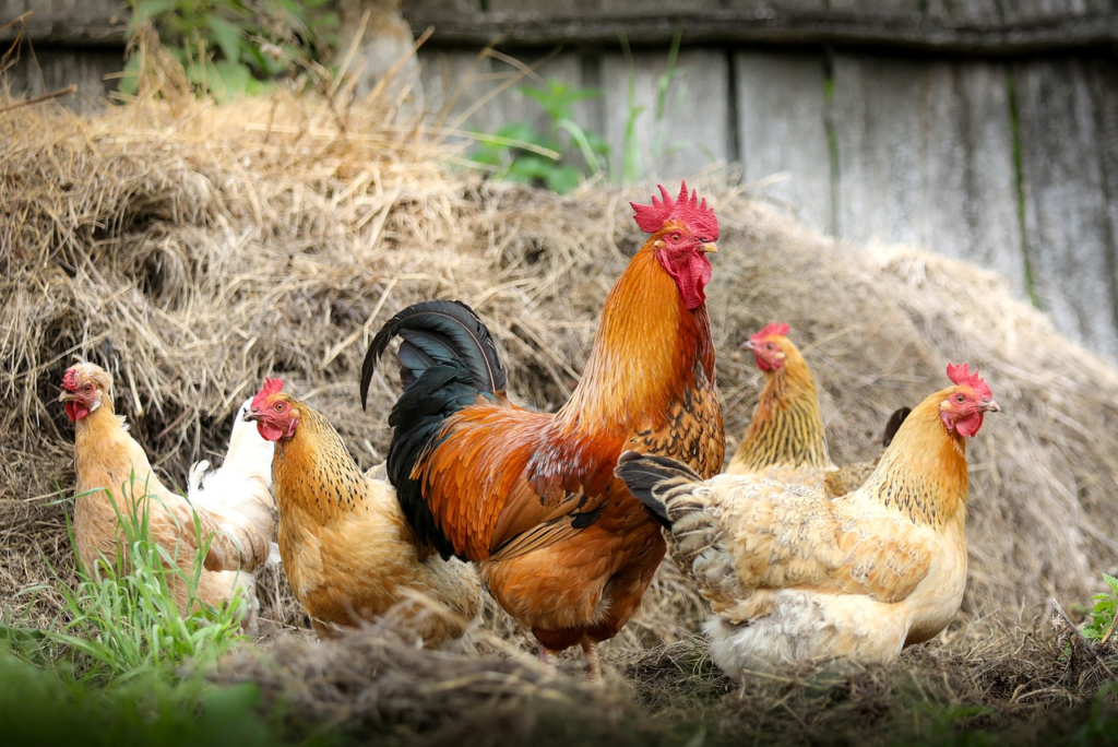 H5N1 has not been reported in poultry in Mexico