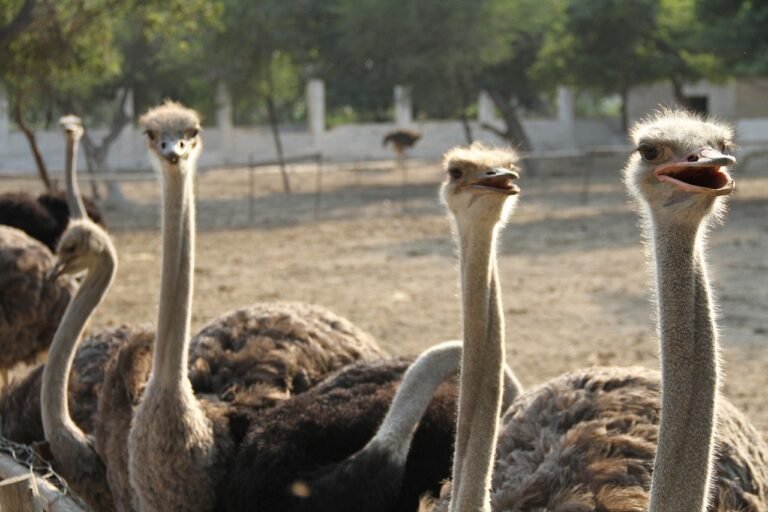 Ostrich farm H5N1